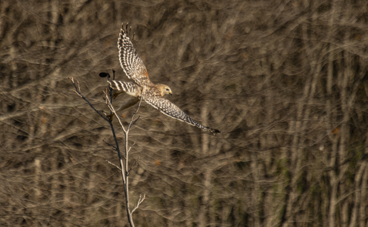 A Red-Shouldered Hawk hunts for food at Berry Springs Park & Preserve on Saturday, January 6.  Photo by Andy Sharp