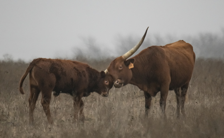 A Texas Longhorn cuddles with her calf along County Road 365 on a foggy and sometimes rainy  Wednesday, January 24. Photos by Andy Sharp