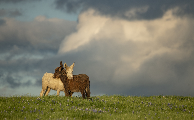A duo of donkeys stand together in a field of bluebonnets. 