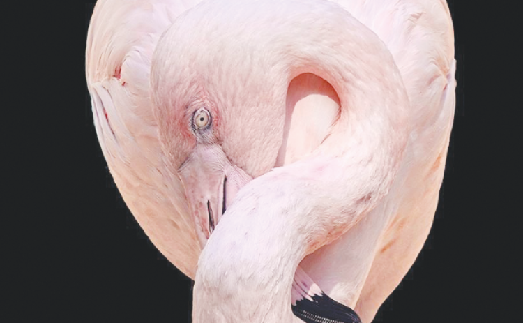 Ken Johnston’s “Flamingo at Rest.”