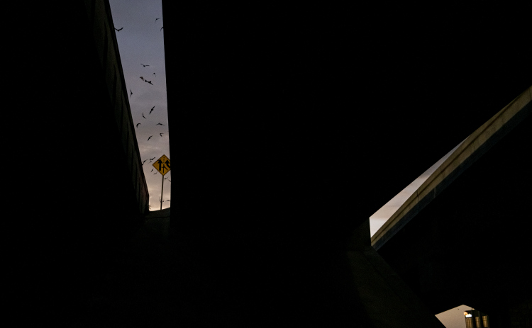 Mexican Free-tailed bats gather around the McNeil Street bridge along I-35 in Round Rock on Saturday, July 13. (Photos by Andy Sharp)