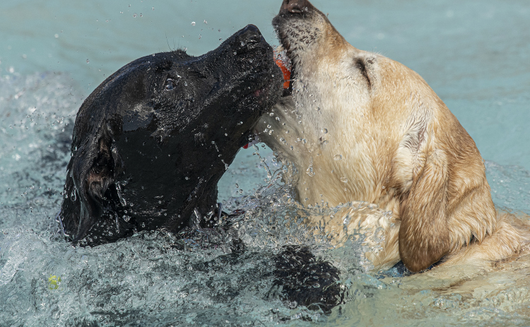 Dogs play together in the Georgetown Recreation Center’s kids’ pool during K-9 Kerplunk, held on Saturday, September 17, 2022. The event, just for dogs and their humans, was sponsored by Georgetown Parks and Recreation. (Sun Archive)