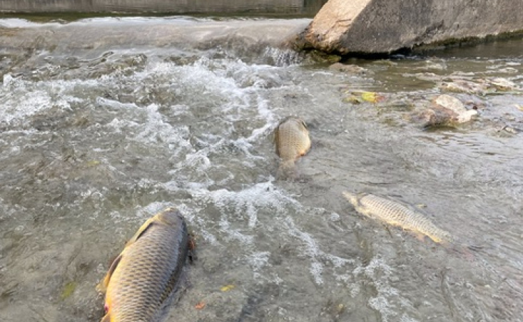 Largemouth bass and common carp float belly up in the San Gabriel River on November 27. About 100 fish were reported dead by the Texas Commission of Environmental Quality, which is still investigating the cause of death. Photo courtesy of Mark Shepherd.