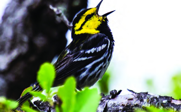 Golden-cheeked warbler (Sun Archive)
