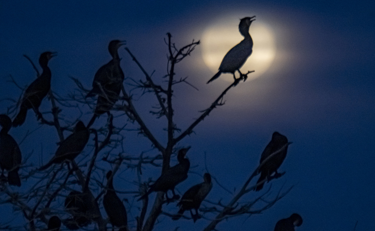 Cormorants gather at Murphy Park's rookery as a full moon wanders in and out of clouds on Thursday evening, March 13, 2025.  Photo by Andy Sharp.