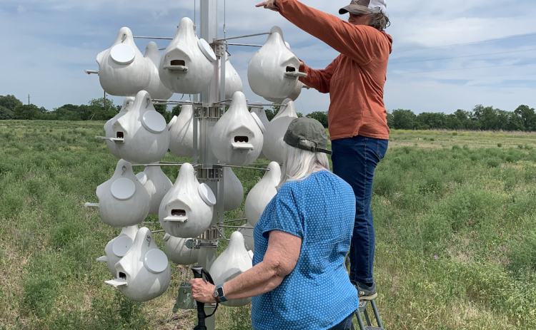 Kendall Britt, right, and Donna Kinney, front, check the birdhouses for Purple Martin nesting activity. The structure is located on the Katy Crossing Trail in San Gabriel Park. (Photos by Kaitlyn Wilkes)