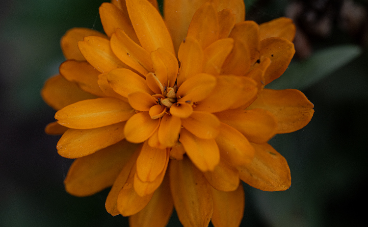 A Profusion Zinnia blooms in the Sunken Garden in San Gabriel Park on Sunday, July 20, 2025.  Photo by Andy Sharp