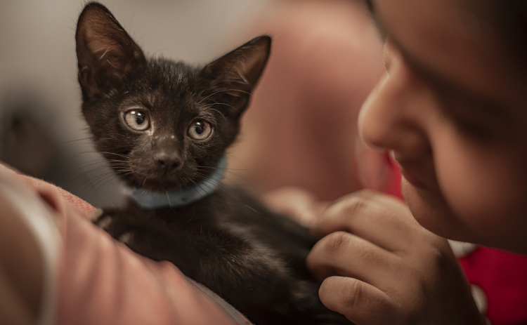 Lupita Diaz spends time with a kitten her family adopted during a Georgetown Animal Shelter kittens adoption event at the Georgetown Public Library July 30, 2024. (Sun Archive)