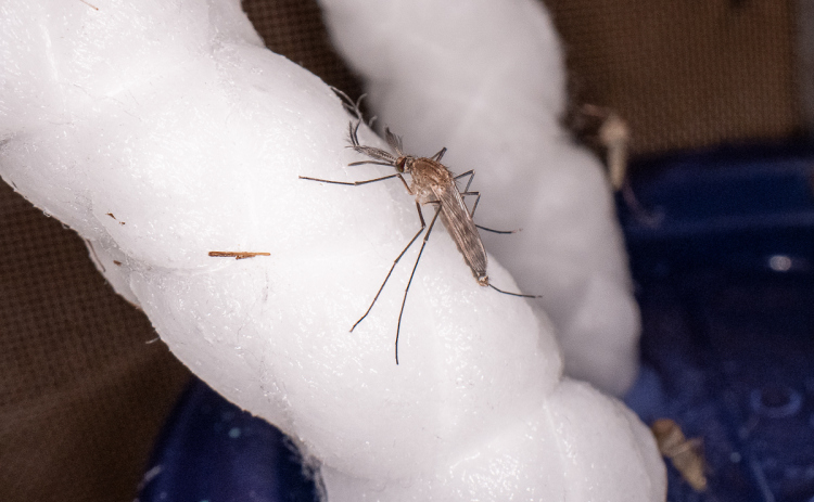The Culex quinquefasciatus, or Southern house mosquito, can transmit West Nile virus. Photo courtesy of Texas A&M AgriLife.