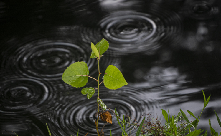 Raindrops create patterns in the creek at Bull Branch Park on Monday morning, August 4, 2025.  Photo by Andy Sharp