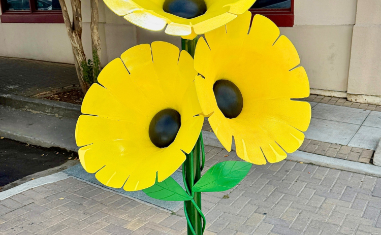 “Fleur Sauvage” is a six-feet tall steel representational sculpture of Black- eyed Susan flowers. Created by Anthony St James, it is on display outside Blue Corn Harvest Bar & Grill on West Seventh Street near downtown Georgetown. It was a winner in the annual 2024-2025 Sculpture art competition and on loan to the city. Winners of the 2025-2026 competition will be installed in October.