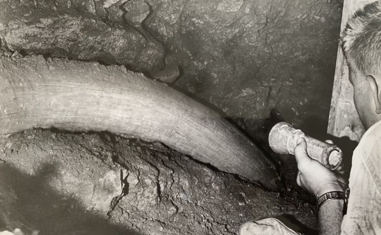 Spelunker David Meredith takes a close look at part of a 13 ½ foot long prehistoric elephant trunk recently uncovered in the Inner Space Cavern. Excavation work continues on the huge tusk, which will be left where it was found since it is so fragile. Not quite half of the tusk has been uncovered yet. It is visible to cavern visitors who pass by on the trail below. (Sun Archive)