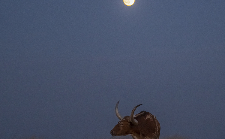 A Waxing Gibbous moon, nearly full at 99.2% visibility, shines over  a Texas Longhorn along County Road 419  on Saturday, September 6, 2025.  Photo by Andy Sharp.