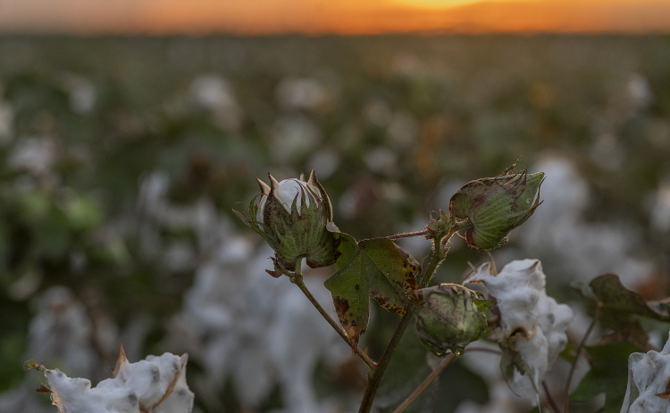Cotton plants along County Road 159 soak up moisture after an afternoon rain shower near Jonah on Tuesday, August 19, 2025.  Tuesday was World Photography Day.   Photo by Andy Sharp.