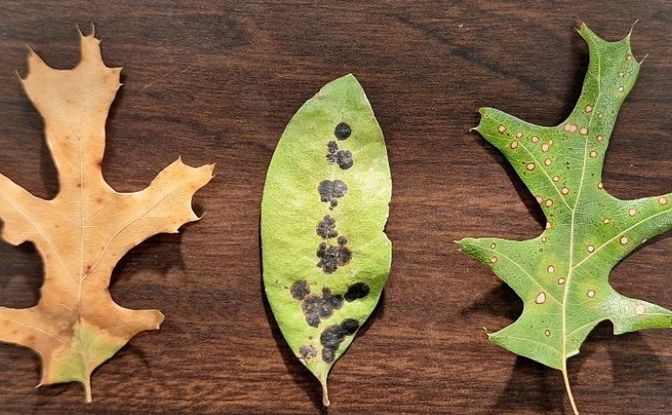 From left, bacterial scorch on red oak, Tar spot on live oak, Tubakia leaf spot on red oak.