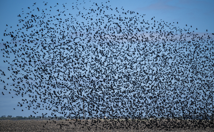 Starlings fill the sky above pastureland at the Lutonsky Farm on Saturday, November 15, 2025.  The farm is located on County Road 405, south of Taylor.