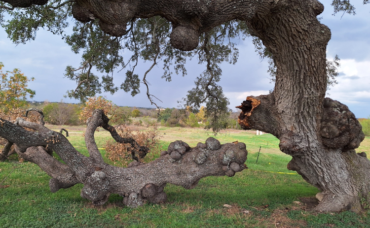 A close up shows a large broken limb that’s harmed the Story Tree on the Southwestern University campus.