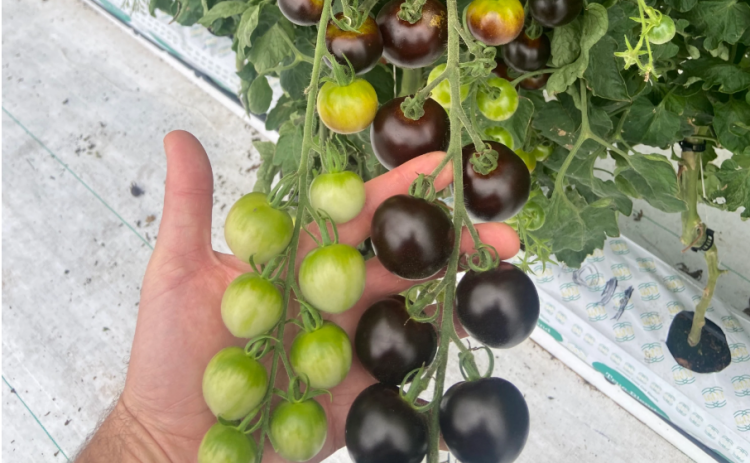 A large, purple cherry type Althea tomato.  Photo courtesy Norfolk Healthy Produce
