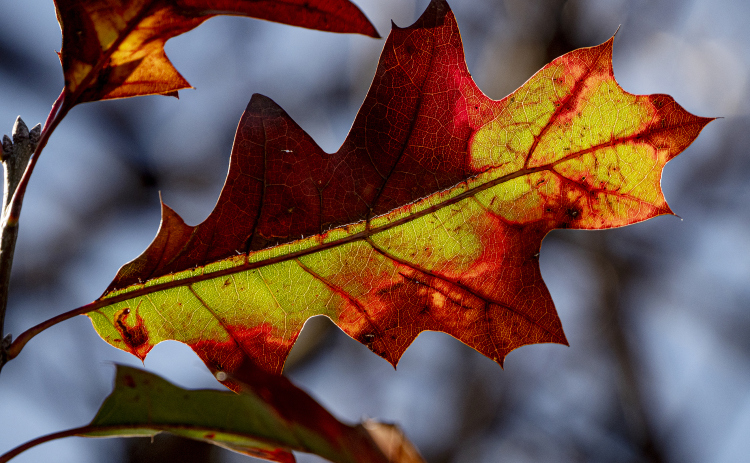 Leaves retain color  on Wednesday, December 31, 2025.    Photo by Andy Sharp.