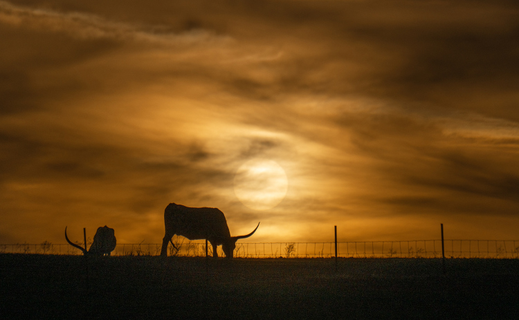 Texas Longhorns enjoy the time near sunset, munching on grass in a pasture along County Road 455 near Beyersville on Tuesday, February 24, 2026.