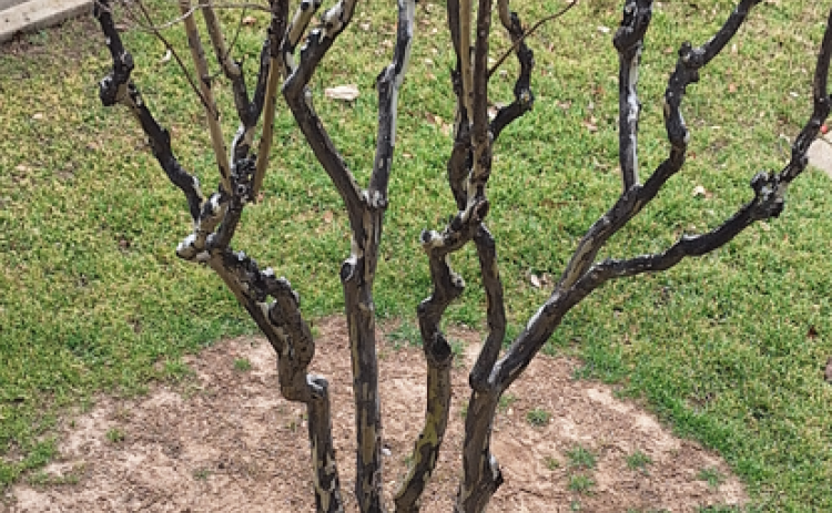 A dormant crepe myrtle tree during winter showing a wide mulched area up to the drip line. This decreases grass and weed competition for water and nutrients.