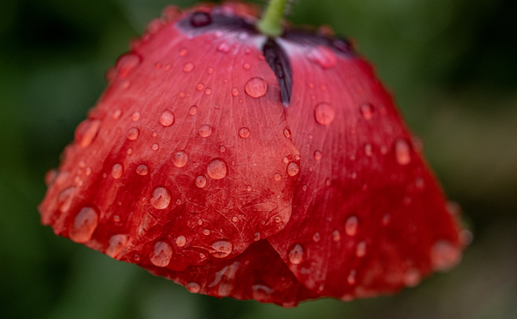 Poppies, most adorned with water drops from weekend rain, are making their annual appearance at Edwards Park on Saturday, March 7, 2026.  Signs posted in the park let visitors know to be cautious, giving the blooms time to grow and prosper this month.     Photo by Andy Sharp