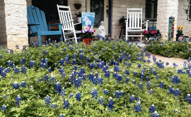 Early-sprouting bluebonnets make an appearance in front of Judy Marrou’s Georgetown home.