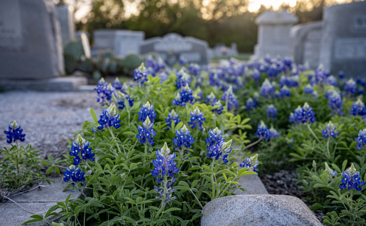Bluebonnets adorn the spaces at St. Peter Lutheran Church Cemetery on  Sunday, March 15, 2026. The cemetery, with burials reaching back into the19th Century, is along F.M. 972.   Photo by  Andy Sharp.