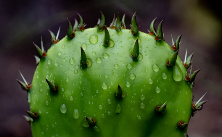 A cactus absorbs raindrops at Booty'ss Road Park on  Sunday, April 12, 2026.  The landscape was transformed by the much-needed dose of moisture.    Photo by  Andy Sharp.