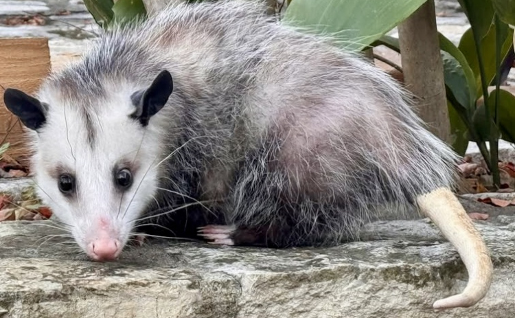 Penny the Opossum was crowned Ambassador of the Year via a popular vote over Red Poppy weekend.