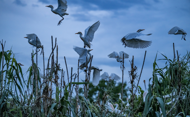 Egrets gather at the rookery in Murphy Park on a cloudy night, Monday, April 20, 2026.  These migratory birds were slow in arriving at their nesting area this year, but their numbers are growing.     Photo by  Andy Sharp.