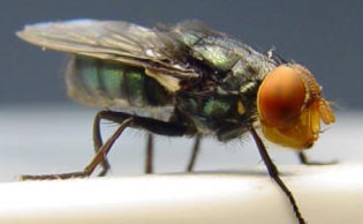 A New World screwworm fly. (Mexican-American Commission for the Eradication of the Screwworm)