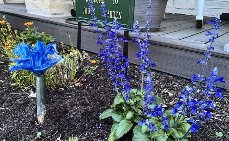 Indigo Spires Salvia in Judy Marrou’s garden.