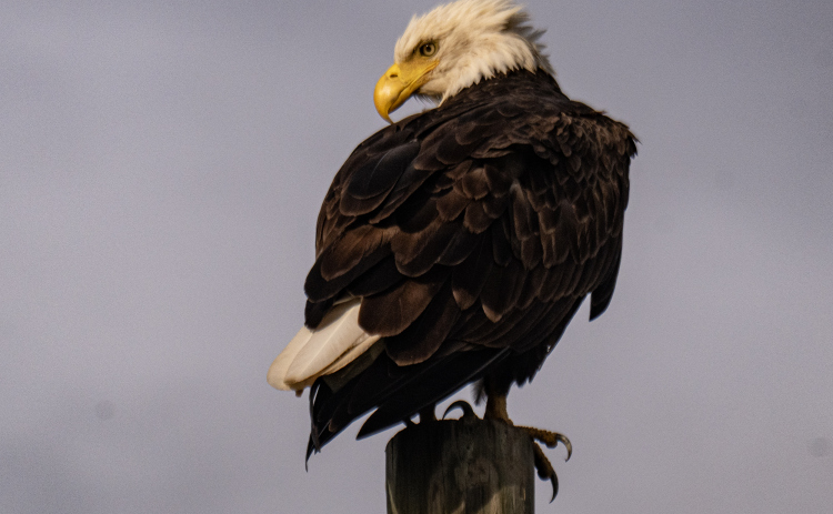 A Bald Eagle finds a comfortable place to rest before taking flight along a Farm-to-Market Road north of Hutto on Wednesday, July 15, 2026.    Photo by Andy Sharp