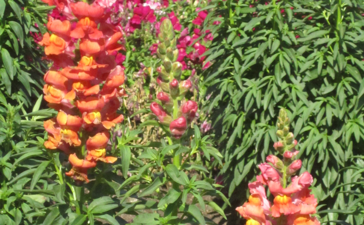 Snapdragons come in a variety of colors.  Photo courtesy Craig Franklin