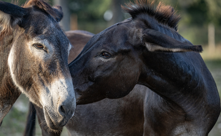 Berry Springs Park & Preserve's resident donkeys, Pedro, left, and  Lil Bob, spend time together Wednesday, August 5, 2026.