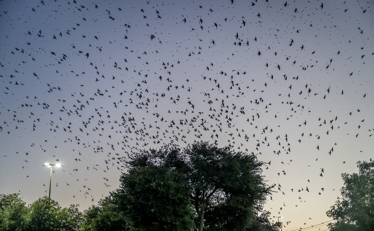 Purple Martins gather in the sky over Greenlawn Crossing Shopping Complex on Friday, July 31, 2026.   Purple Martin Parties, hosted by  Travis Audubon, are being held behind the Wendy’s  on Friday, August 7th and Saturday, August 8th from 8-9pm.    Numbering in the thousands,  birds nest here before continuing their journey to a winter home in South America.  Photo by Andy Sharp