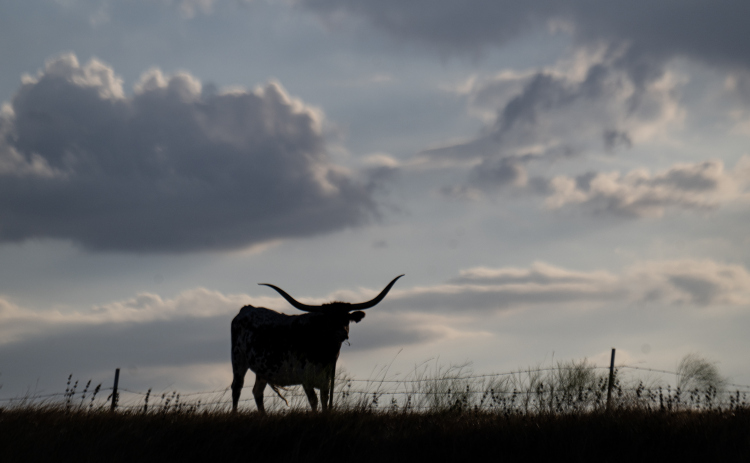 A Texas Longhorn rests on a hill in the Beyersville community east of Coupland  on Tuesday evening, September 8, 2026.