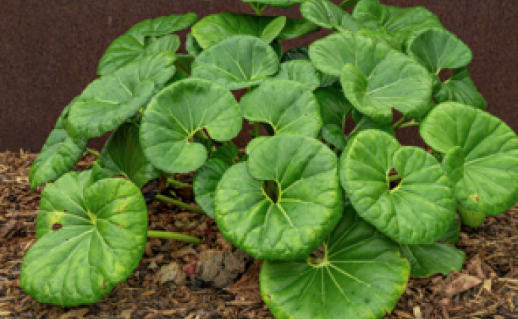 The original Tractor-seat Plant.   Photo courtesy Texas Superstars, AgriLife Extension.
