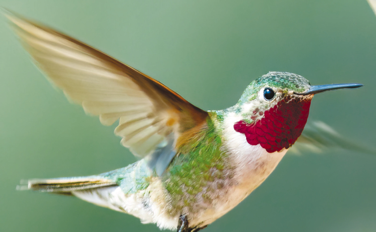Above, Broad-tailed Hummingbird (Photos by Jim Hailey)