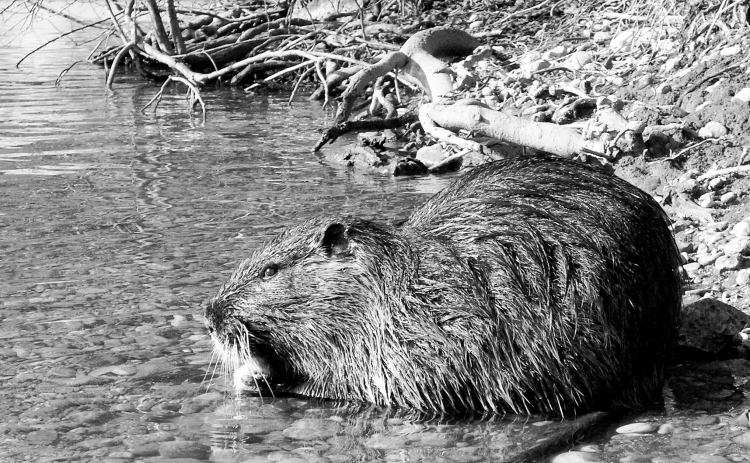 No turkey this Thanksgiving? Try nutria