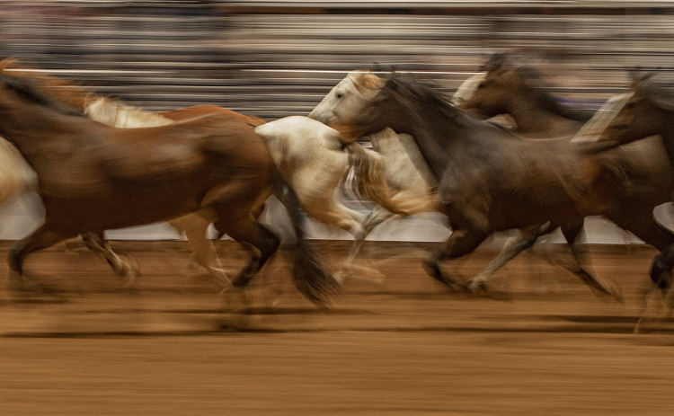 Mustangs dash through the arena in Taylor at the conclusion of Williamson County Fair and Rodeo action this weekend.